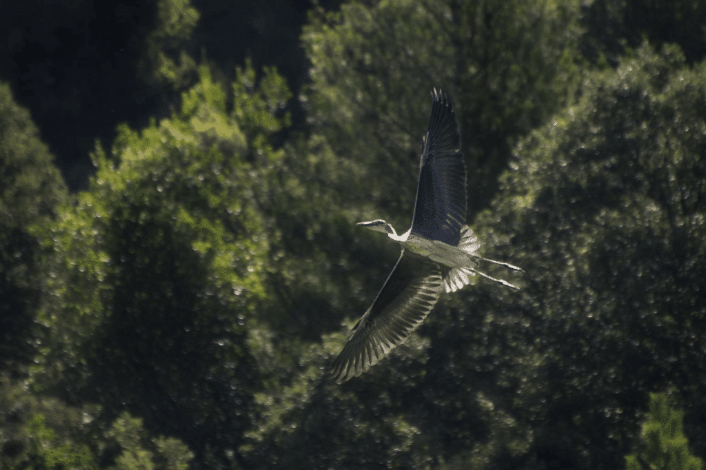 |rutas de montaña fáciles en el Pirineo
