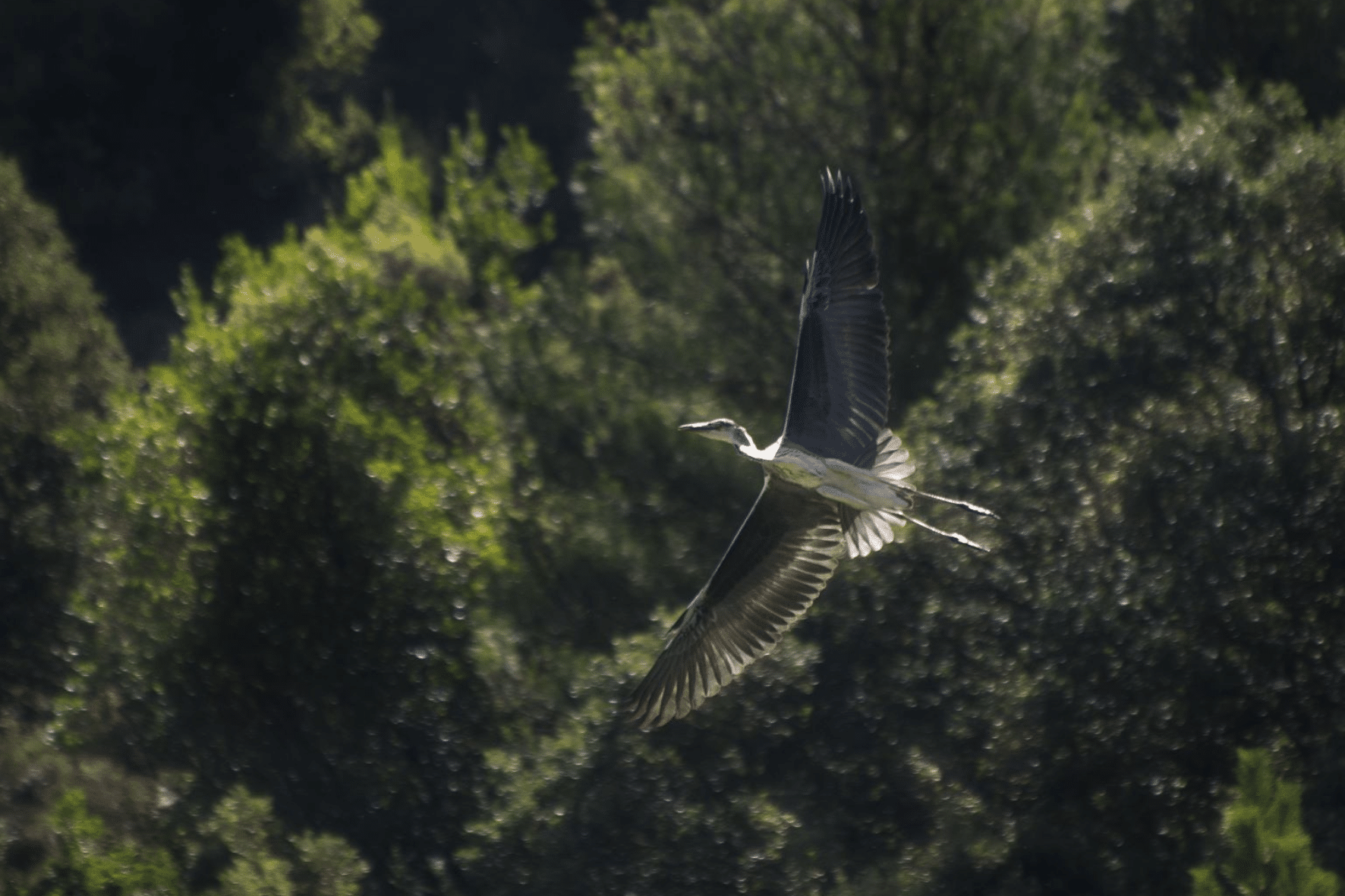 |rutas de montaña fáciles en el Pirineo